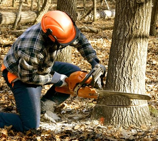 Tree Removal in Forestdale, MA